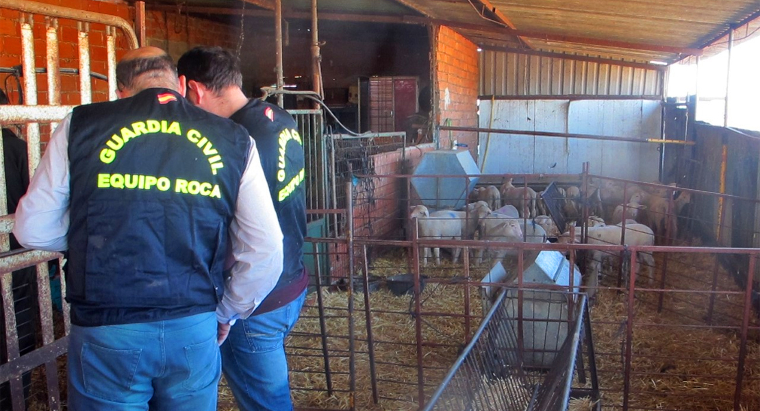 Desarticulan un grupo criminal organizado que robaba ganado ovino en explotaciones ganaderas