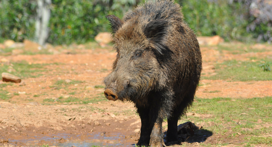 Publicadas las ayudas para la gestión de subproductos animales no destinados al consumo humano
