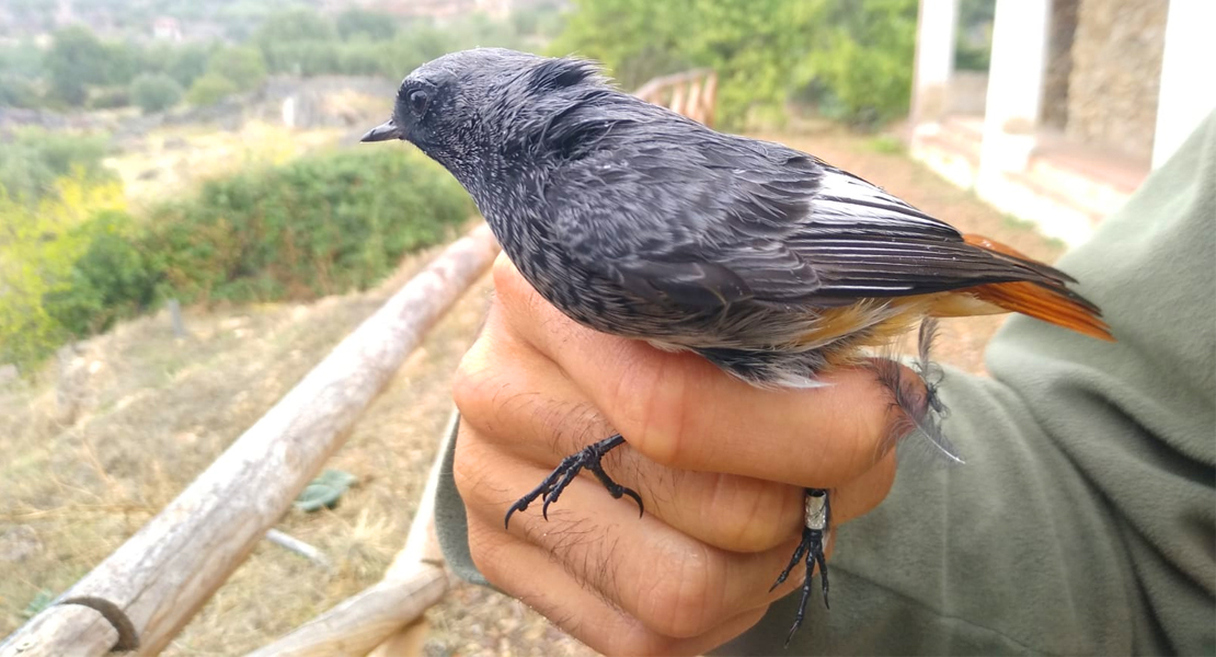 ADENEX anilla 183 aves de 17 especies diferentes antes de su paso migratorio de otoño invierno
