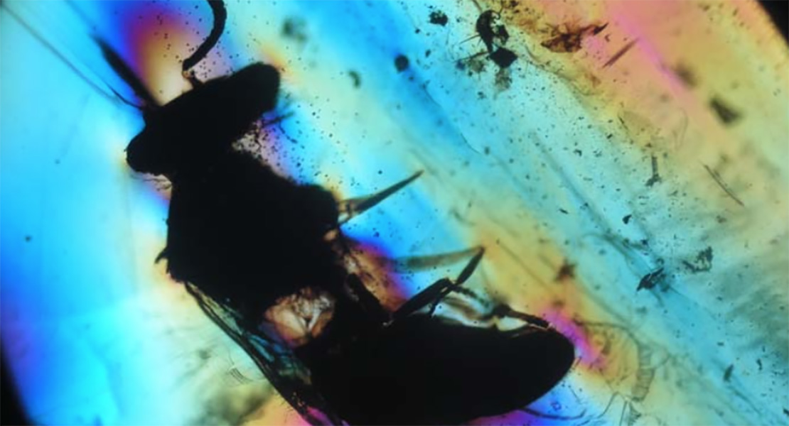 Descubren un insecto polinizador cubierto de polen de angiospermas de la Era de los dinosaurios