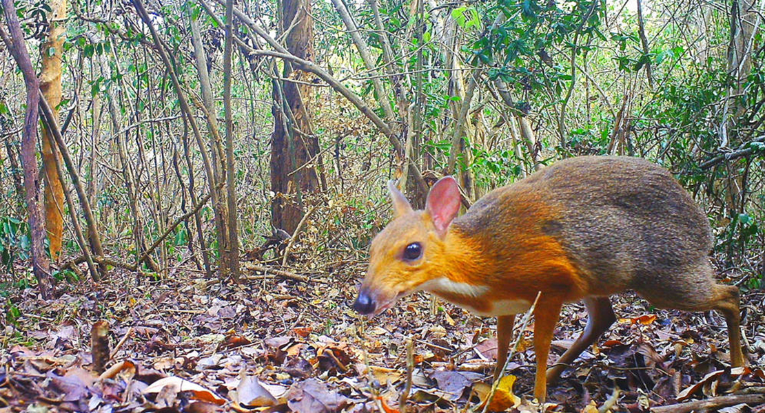El ‘ciervo ratón’ una especie que se creía extinta hace 30 años, vuelve a reaparecer en la naturaleza