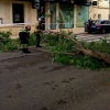 Una rama de grandes dimensiones corta el tráfico de una calle en Badajoz