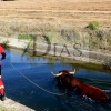 Los bomberos rescatan a un animal del canal de Montijo (Badajoz)