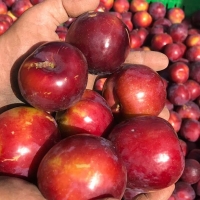 UPA, representante de los productores de fruta de hueso españoles en el Observatorio del mercado de la UE