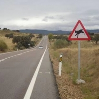 Señales para combatir el atropello a linces ibéricos en Extremadura