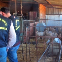 Desarticulan un grupo criminal organizado que robaba ganado ovino en explotaciones ganaderas