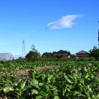 APAG Asaja denuncia la pérdida de potencial vinícola que está sufriendo Extremadura y España