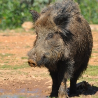 Publicadas las ayudas para la gestión de subproductos animales no destinados al consumo humano