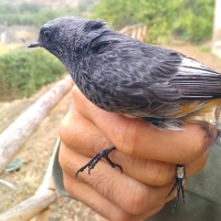 ADENEX anilla 183 aves de 17 especies diferentes antes de su paso migratorio