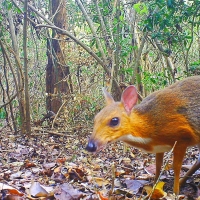 El ‘ciervo ratón’ una especie que se creía extinta hace 30 años, vuelve a reaparecer en la naturaleza