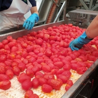 Agricultura abona las nóminas de la PAC del tomate de pequeños agricultores