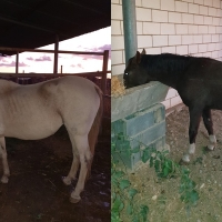 La Policía Local de Mérida captura dos caballos en María Auxiliadora