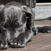 PACMA relanza su web para denunciar el maltrato animal