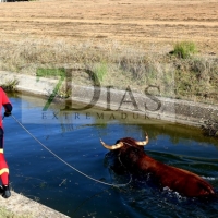 Los bomberos rescatan a un animal del canal de Montijo (Badajoz)