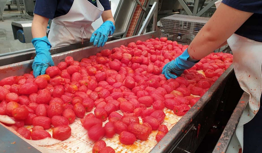 Agricultura abona las nóminas de la PAC del tomate de pequeños agricultores