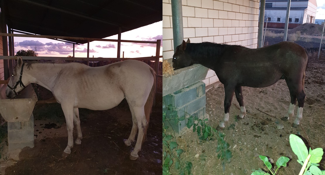 La Policía Local de Mérida captura dos caballos en María Auxiliadora