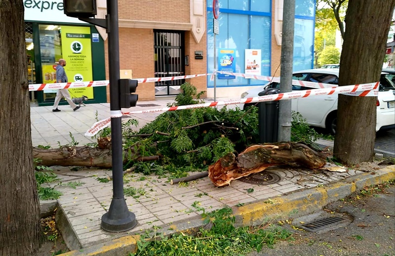 Una rama de grandes dimensiones corta el tráfico de una calle en Badajoz