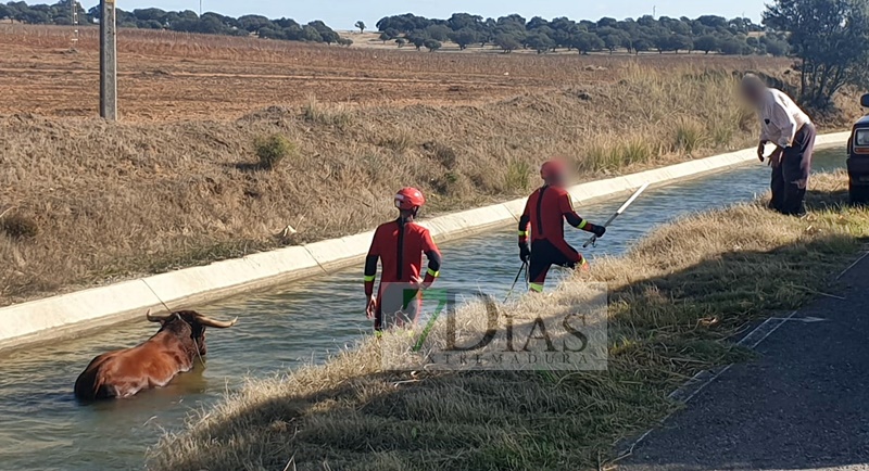 Los bomberos rescatan a un animal del canal de Montijo (Badajoz)