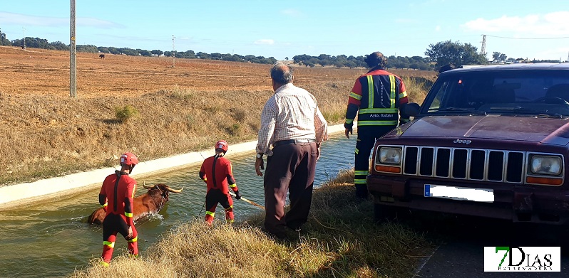 Una vaca cae al canal de Montijo (Badajoz)