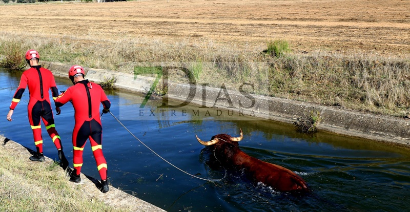 Los bomberos rescatan a un animal del canal de Montijo (Badajoz)