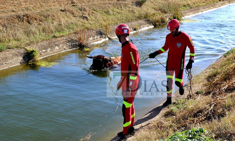 Los bomberos rescatan a un animal del canal de Montijo (Badajoz)