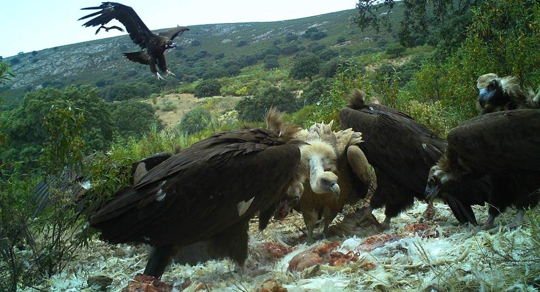 El uso de subproductos animales para alimentar a las aves carroñeras se podrá solicitar en enero