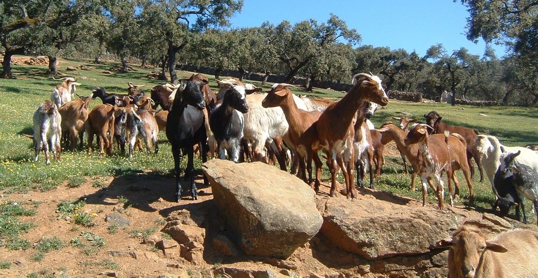 UPA exige modificar el seguro de pastos para que ofrezca “garantías reales”