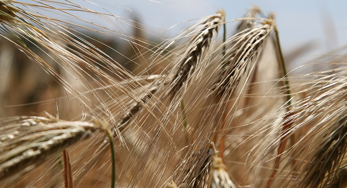 Nueva alerta alimentaria nacional por un producto para vegetarianos