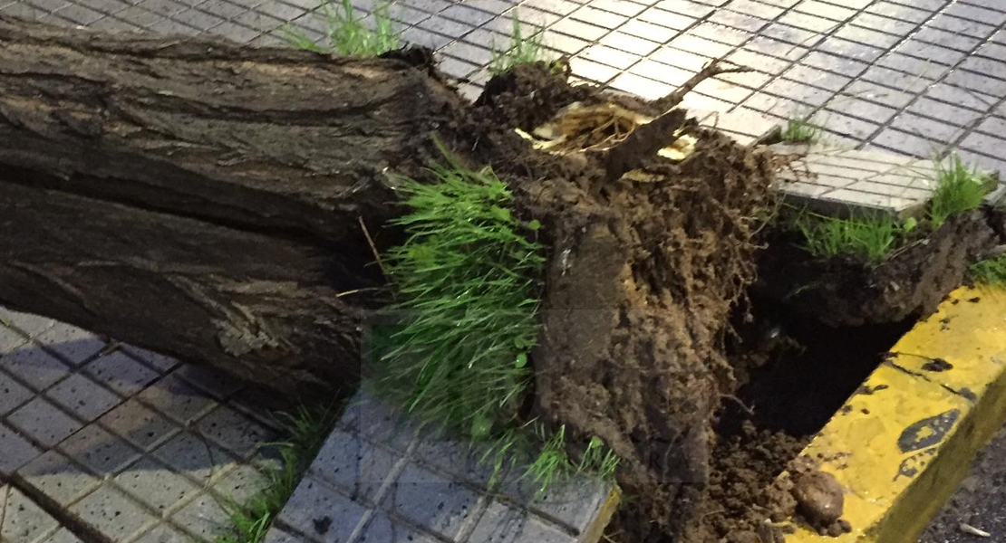 El temporal se lleva por delante árboles y muros en Badajoz