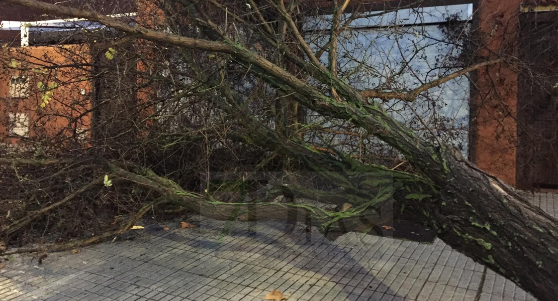 El temporal se lleva por delante árboles y muros en Badajoz