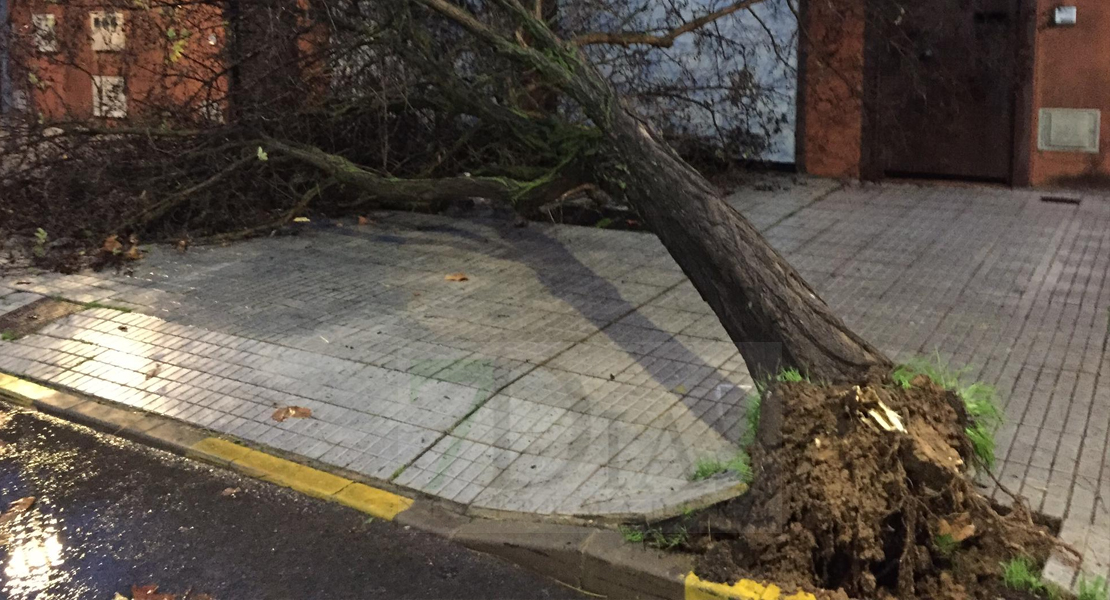 El temporal se lleva por delante árboles y muros en Badajoz