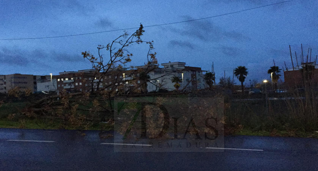 El temporal se lleva por delante árboles y muros en Badajoz