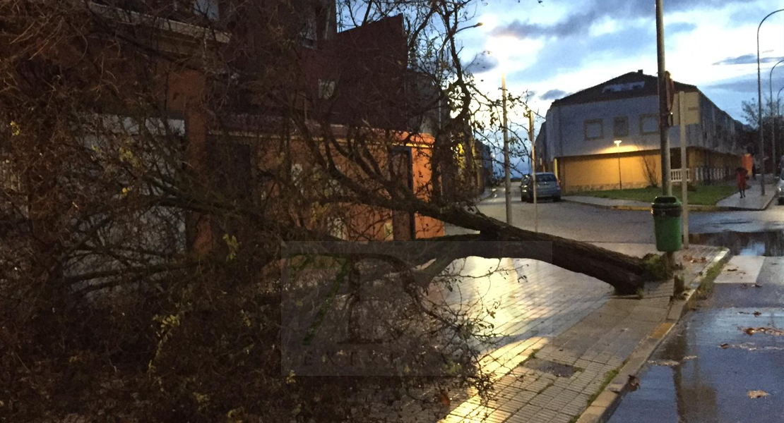 El temporal se lleva por delante árboles y muros en Badajoz