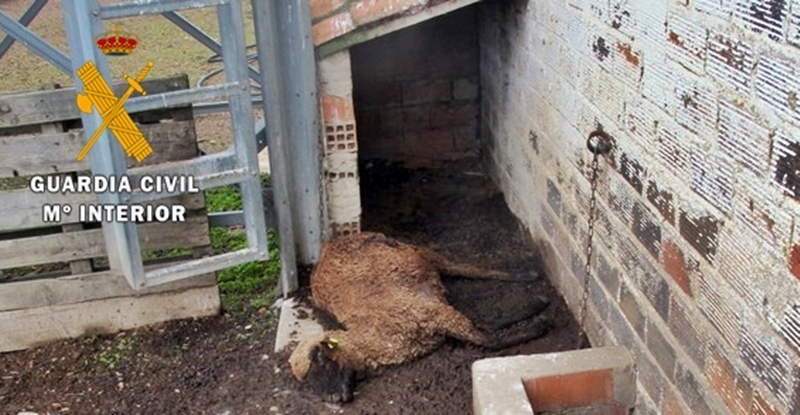 Investigan a un ganadero por un delito de maltrato animal con resultado de muerte