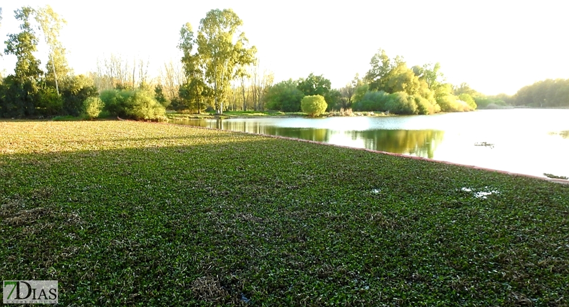 La UME se despide del Guadiana tras retirar 31.000 toneladas de camalote