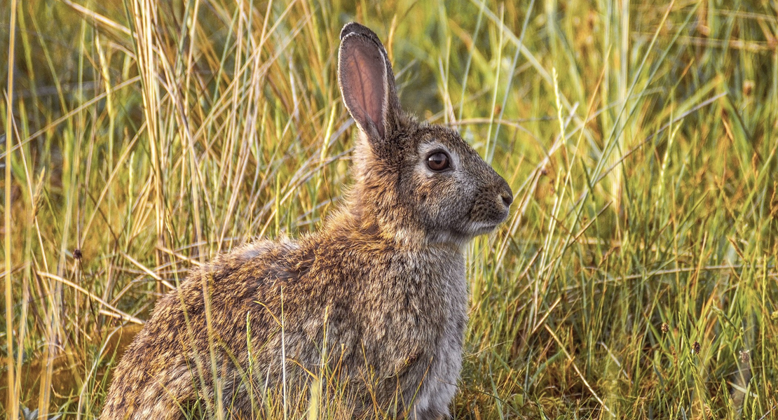 Declaran al conejo especie en peligro de extinción