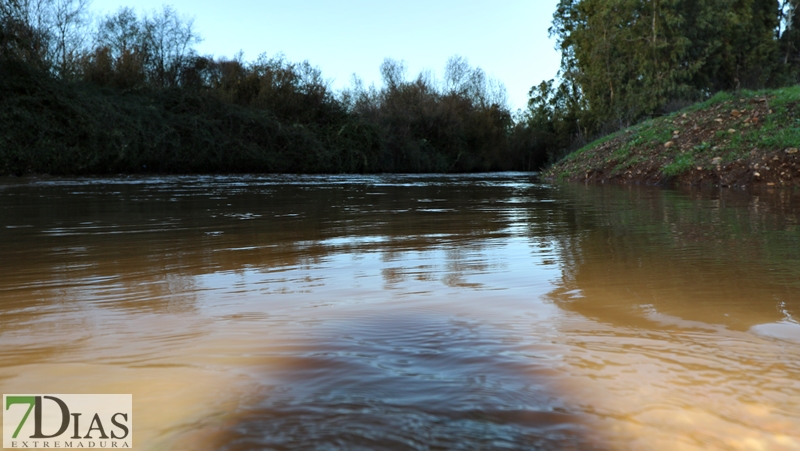 La crecida del Gévora hace aumentar el caudal del Guadiana