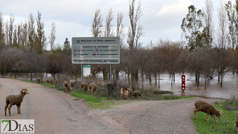 La crecida del Gévora hace aumentar el caudal del Guadiana