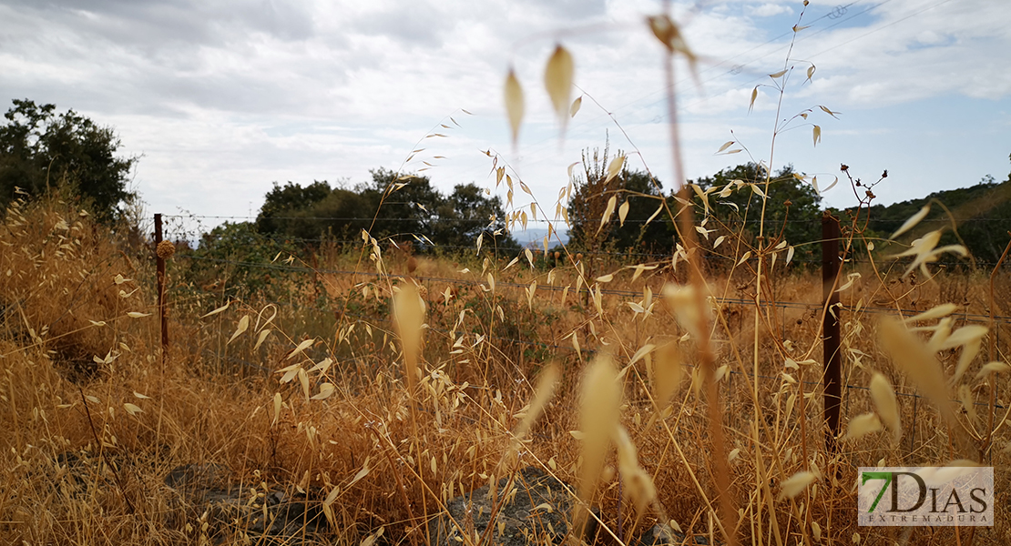 APAG Extremadura dice que 2019 ha sido un año &quot;para olvidar&quot;