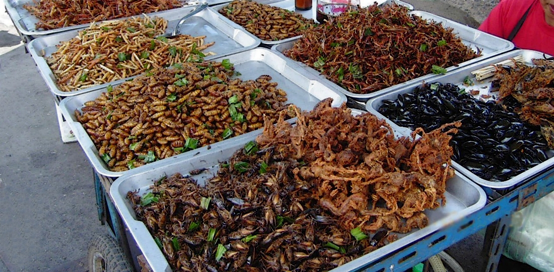 ¿Insectos para combatir el hambre en el mundo?