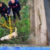 Imágenes del rescate a dos perros en un canal de Mérida