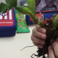 Cómo sensibilizar a los jóvenes sobre la invasión del camalote en el río Guadiana