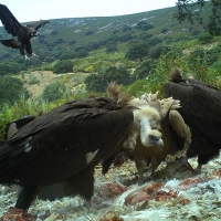 El uso de subproductos animales para alimentar a las aves carroñeras se podrá solicitar en enero