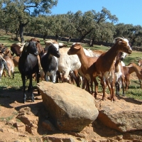 UPA exige modificar el seguro de pastos para que ofrezca “garantías reales”
