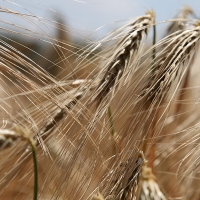 Nueva alerta alimentaria nacional por un producto para vegetarianos