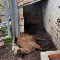 Investigan a un ganadero por un delito de maltrato animal con resultado de muerte