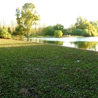 La UME se despide del Guadiana tras retirar 31.000 toneladas de camalote