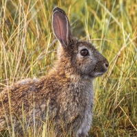 Declaran al conejo especie en peligro de extinción
