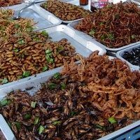 ¿Insectos para combatir el hambre en el mundo?