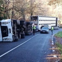 Mueren casi un centenar de cerdos tras volcarse un camión en Pontevedra